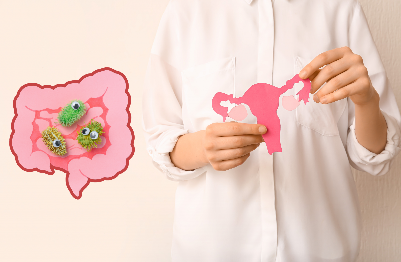 Vi khuẩn đường ruột tham gia chuyển hóa estrogen trong cơ thể.